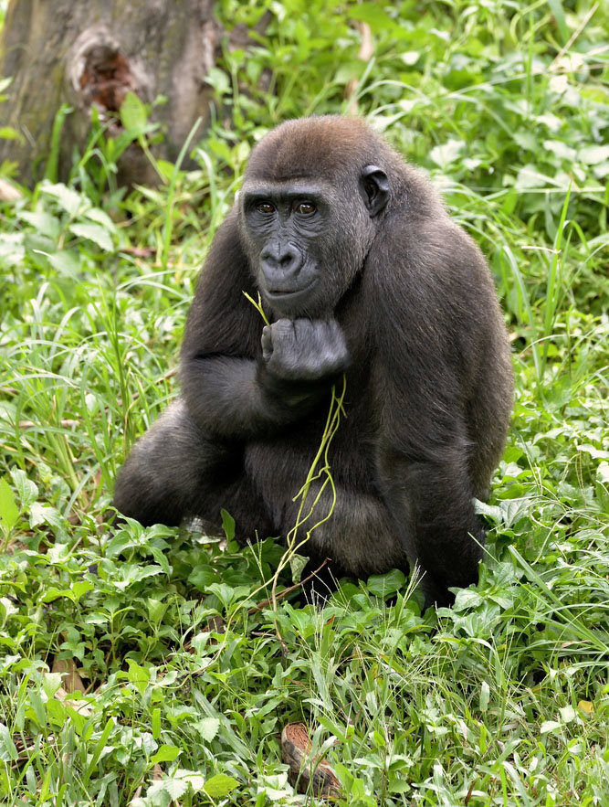 Είσοδος στο Καταφύγιο Άγριων Ζώων στο Λίμπε