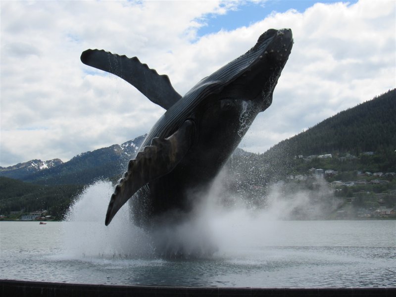 Η σπάνια εμπειρία της παρατήρησης φαλαινών
