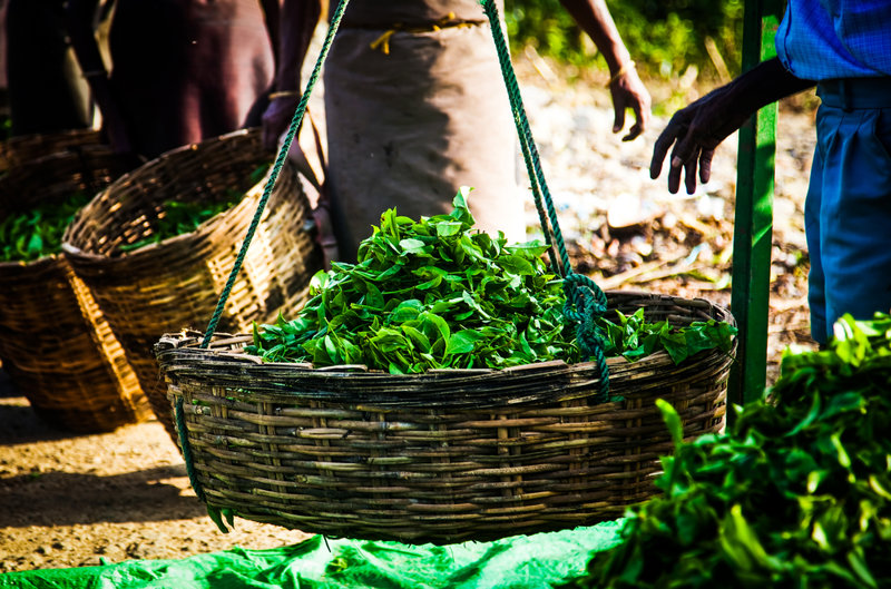 ΚΑΝΤΥ – ΚΑΤΑΡΡΑΚΤΕΣ ΡΑΜΠΟΝΤΑ – ΝΟΥΒΑΡΑ ΕΛΙΓΙΑ