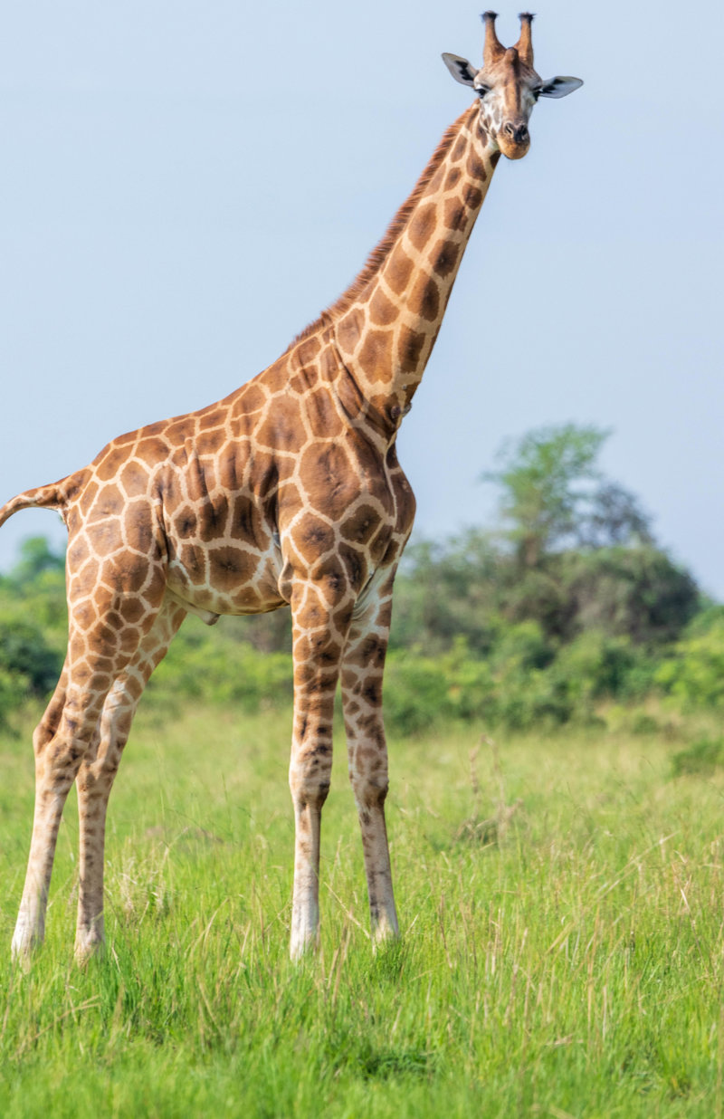 Kάνουμε σαφάρι με 4x4 Land Cruiser 