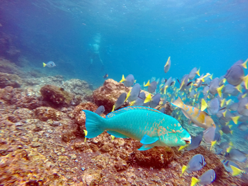 Snorkeling σε υπέροχους βυθούς 
