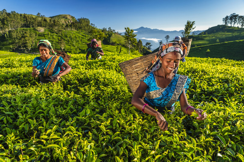 Επίσκεψη σε φυτεία τσαγιού