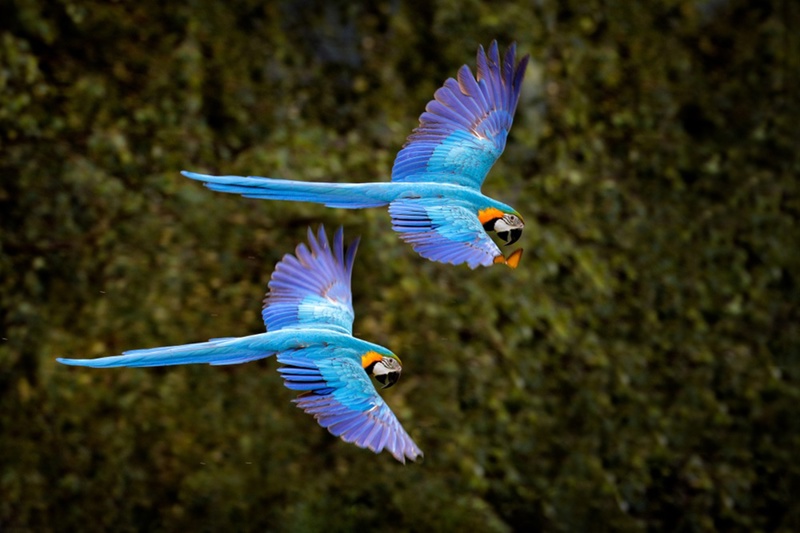 Εξόρμηση στη ζούγκλα Παντανάλ