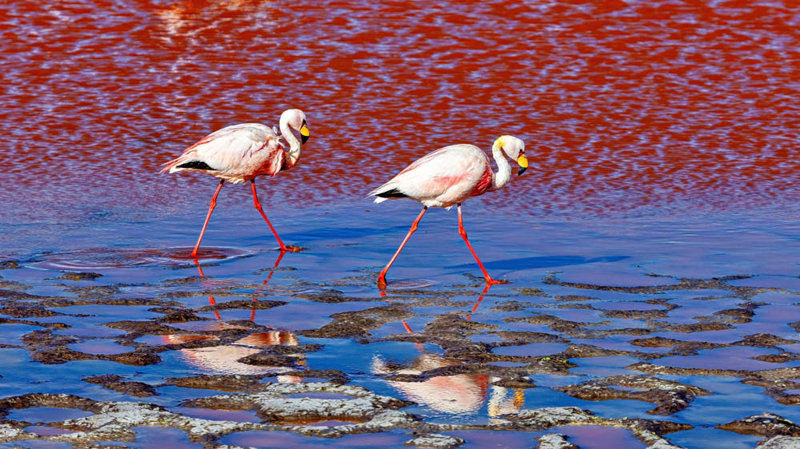 ΑΦΙΞΗ ΣΕ ΑΘΗΝΑ/ ΘΕΣΣΑΛΟΝΙΚΗ/ ΛΑΡΝΑΚΑ