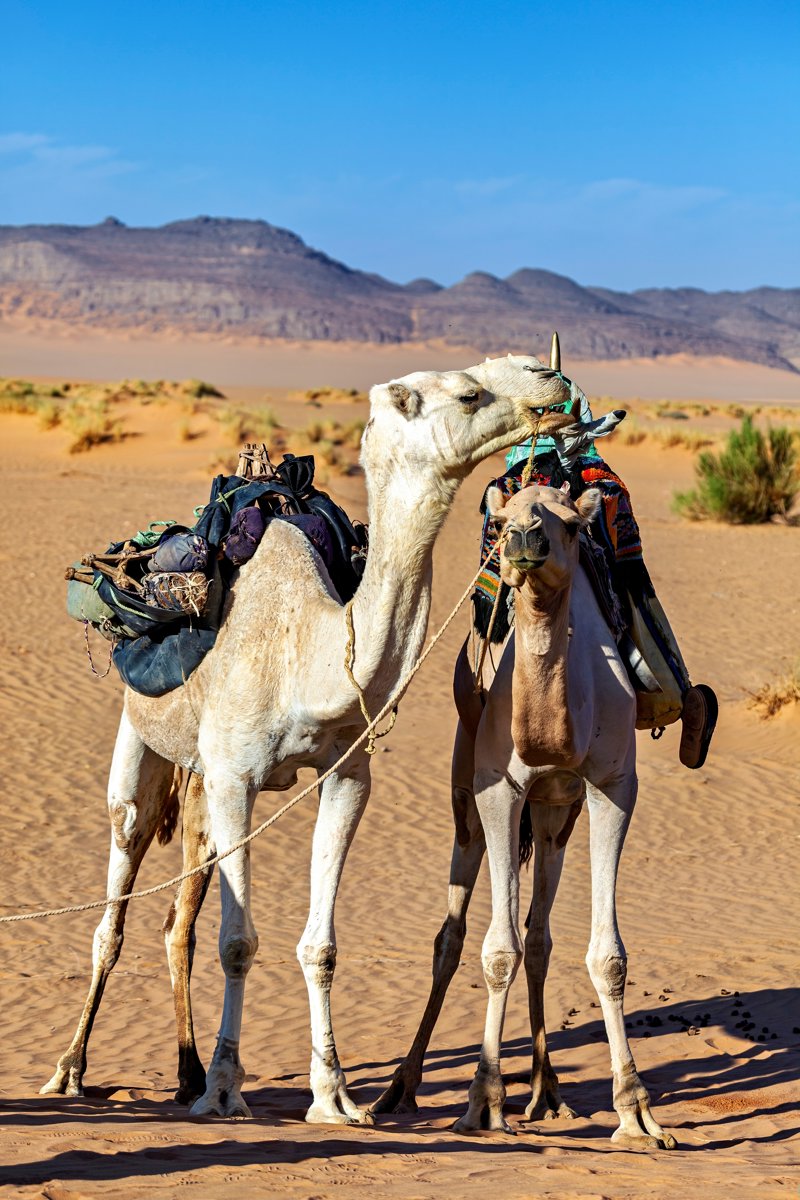 Τρεις διανυκτερεύσεις στην έρημο Σαχάρα