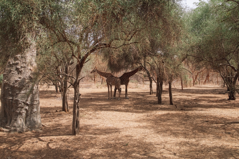 Σαφάρι με με όχημα 6x6