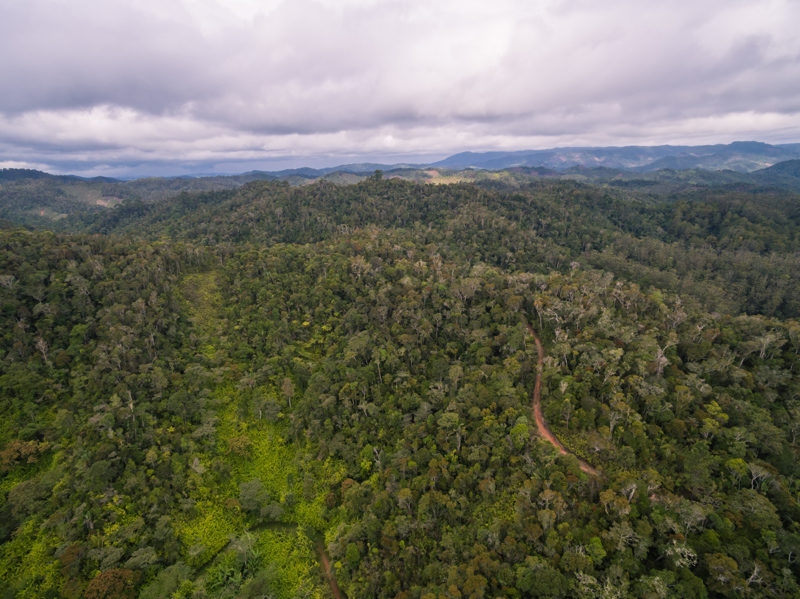 Διαδρομή με 4Χ4 στο δάσος Κιρίντι