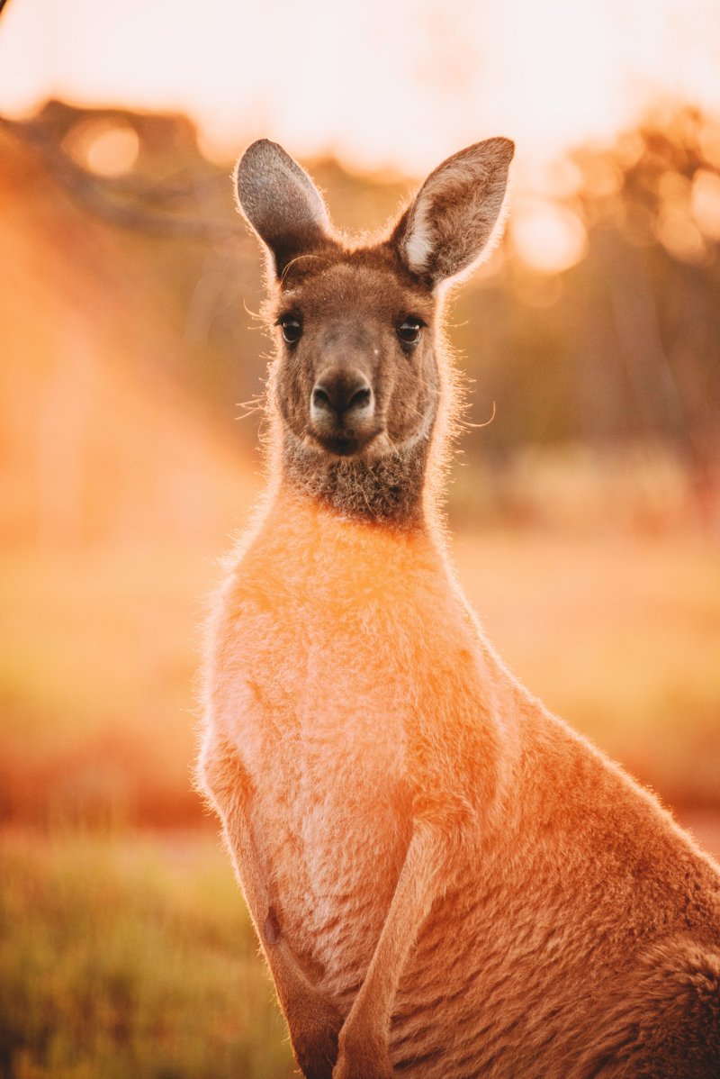 Επίσκεψη στο Featherdale Wildlife Park στα Μπλε Βουνά 