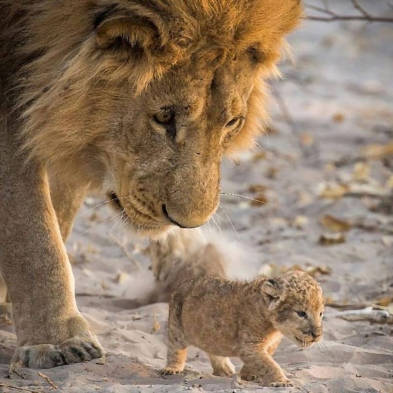 Δείτε τις μεγάλες γάτες στο Εθνικό Πάρκο Queen Elizabeth