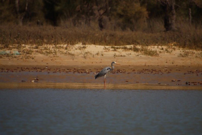 ΣΕΝ ΛΟΥΙ - ΕΘΝΙΚΟ ΠΑΡΚΟ Langue de Barbarie - ΣΕΝ ΛΟΥΙ (ξενάγηση βόλτα με άμαξα) 