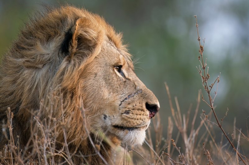 ΜΠΕΪΡΑ – ΕΘΝΙΚΟ ΠΑΡΚΟ ΓΚΟΡΟΝΓΚΟΣΑ: Απογευματινό σαφάρι