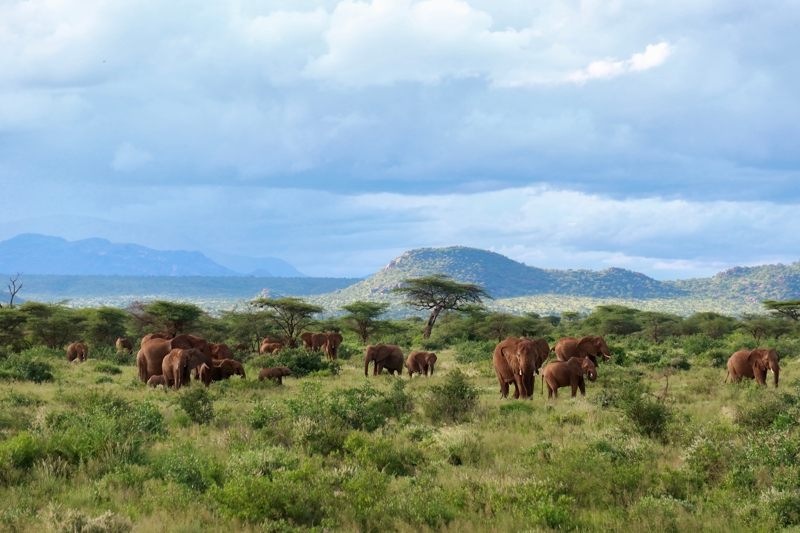 ΝΑΪΡΟΜΠΙ - ΣΑΜΠΟΥΡΟΥ (ΣΑΦΑΡΙ) 