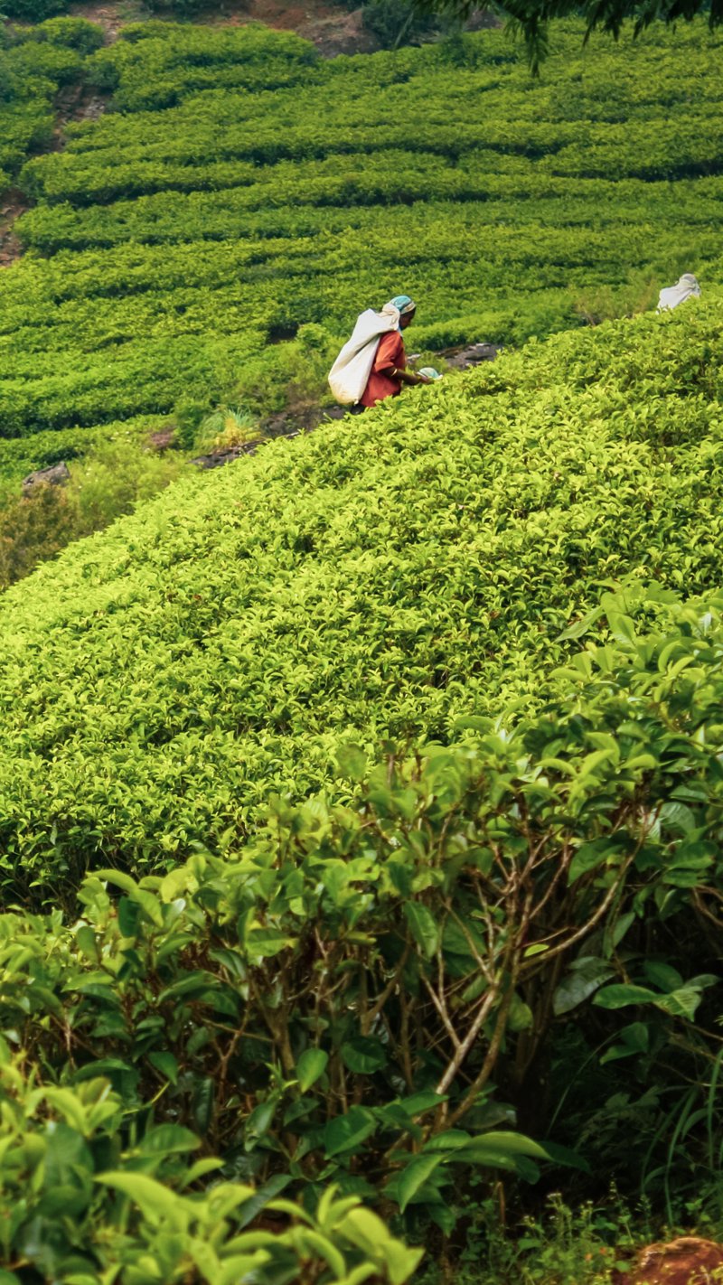 Διαμονή στην Νουβάρα