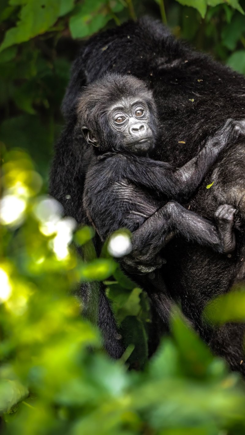 Επίσκεψη στο πάρκο Γοριλών αξίας 800$