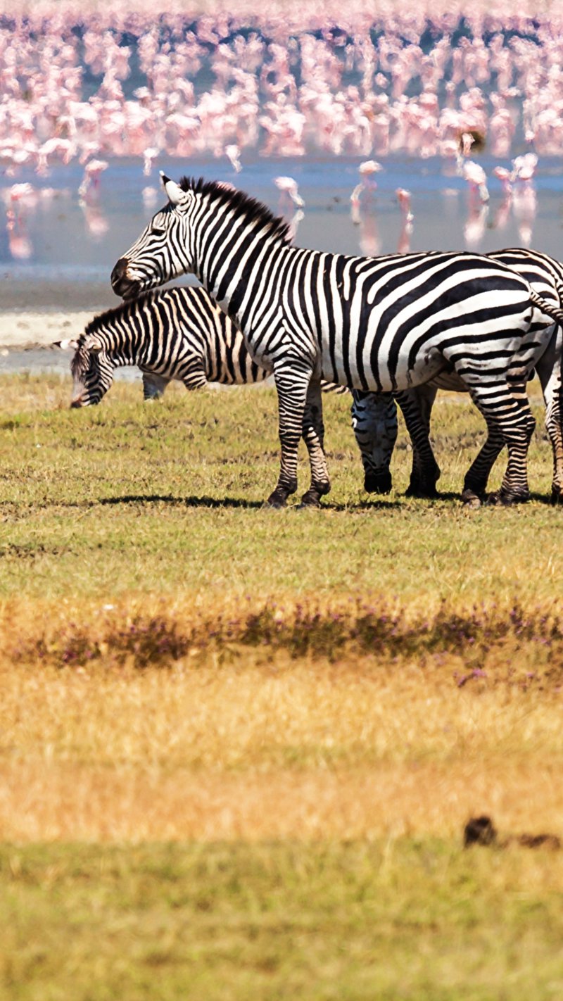 Ειδικό περιπατητικό σαφάρι στο Νγκορονγκόρο