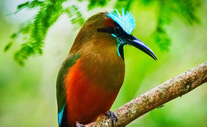 To Eθνικό Πάρκο Braulio Carrillo