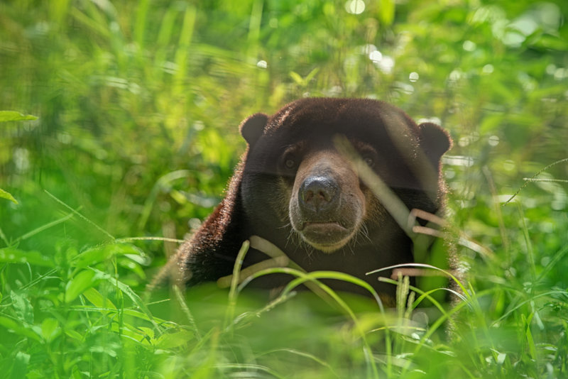 Kέντρο αποκατάσταση μαλαισιανής αρκούδας