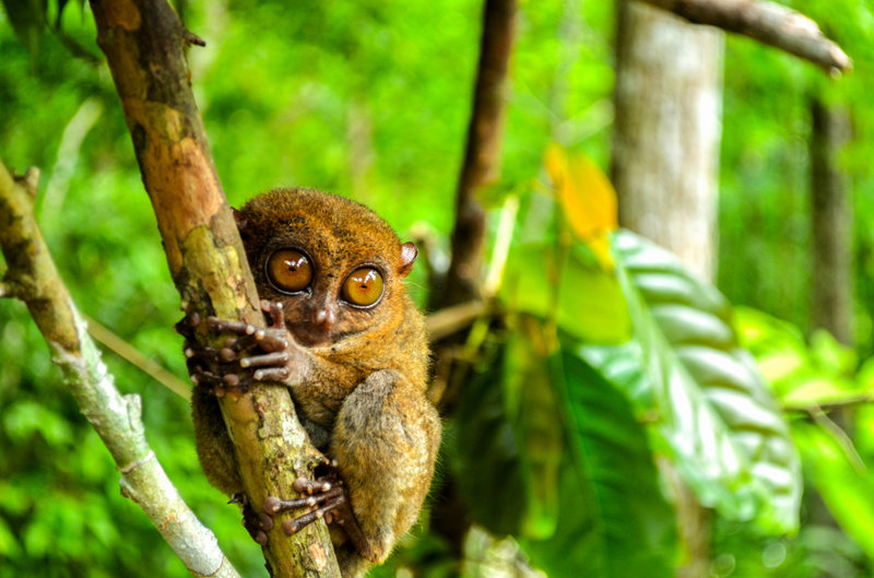 Philippine Tarsier, ο πολύ μικρός πίθηκος του Μποχόλ