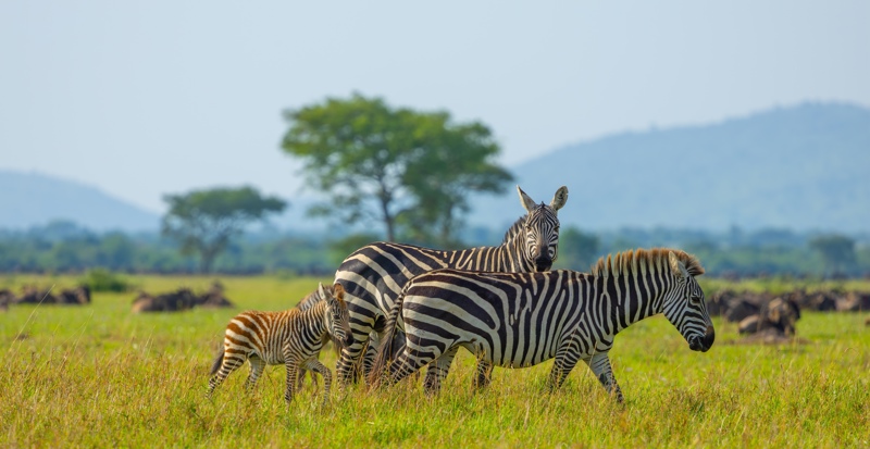Παρατήρησε μοναδικά άγρια ζώα!