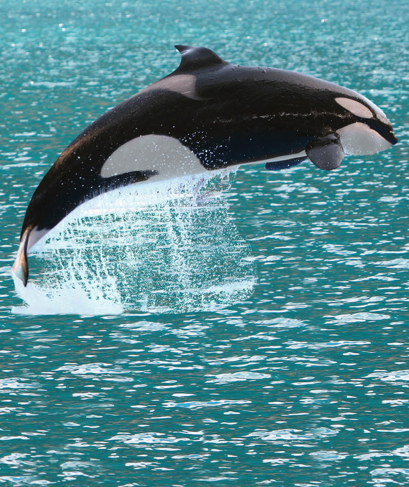  Αλάσκα  - Εξερεύνηση της άγριας ζωής, με επέκταση στον Εσωτερικό Δίαυλο