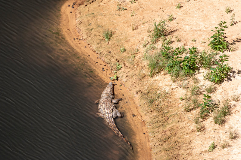 Γνωρίστε τα ζώα των γκουελτά