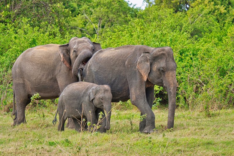 Επίσκεψη στο ορφανοτροφείο των ελεφάντων 