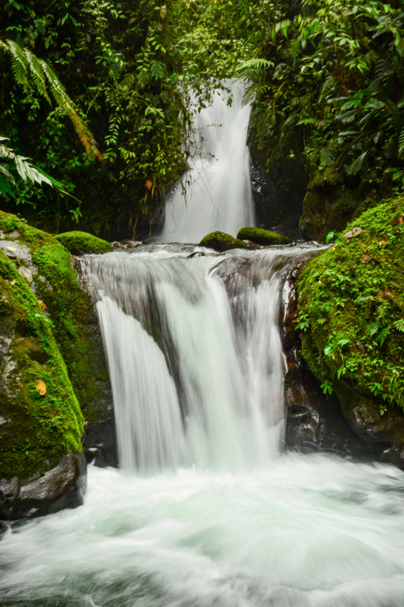 Εκδρομή στο δάσος νεφών της ζούγκλας Μίντο