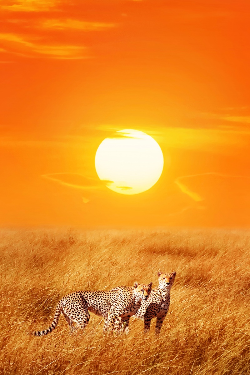 Διαμονή πολλών αστέρων στην Τανζανία και τη Ζανζιβάρη!