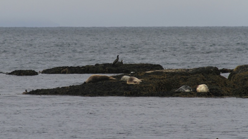 Οι φώκιες της Ούτρι Τούνγκα