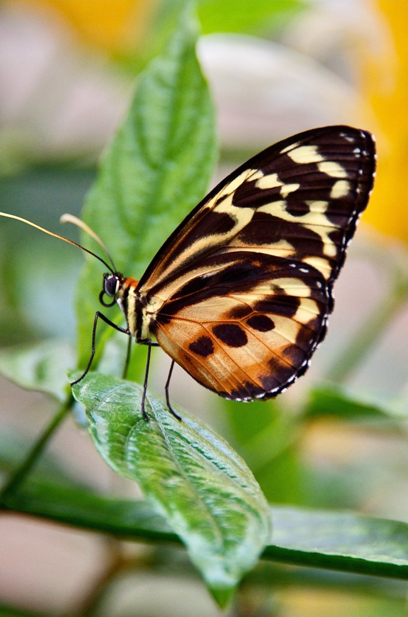 Επισκεφθείτε το Σπίτι με τις Πεταλούδες 