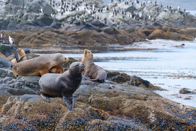 Νησάκι στην περιοχή της Διώρυγας Beagle, Παταγονία