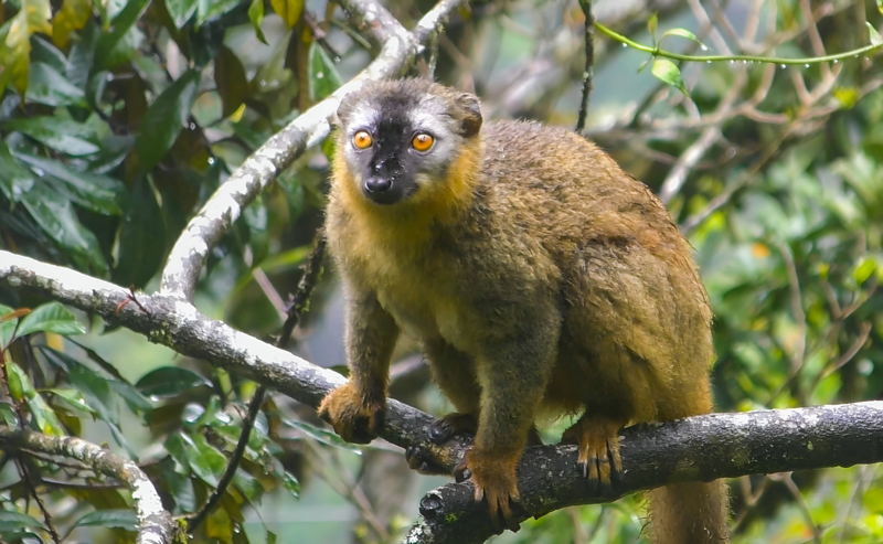 ΜΟΡΟΝΤΑΒΑ: ΔΙΑΔΡΟΜΗ ΜΕ 4x4 – ΔΑΣΟΣ ΚΙΡΙΝΤΙ – ΛΕΩΦΟΡΟΣ ΤΩΝ ΜΠΑΟΜΠΑΜΠ