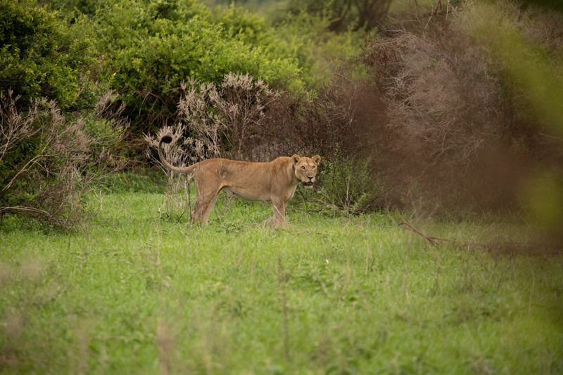 ΖΑΝΖΙΒΑΡΗ – πτήση για ΑΡΟΥΣΑ (Τανζανία) – ΛΙΜΝΗ ΜΑΝΙΑΡΑ (σαφάρι)