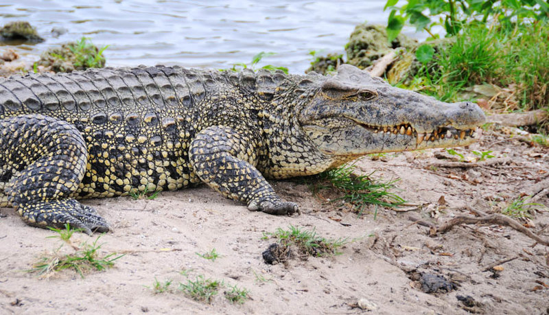 Eπίσκεψη στο εκτροφείο κροκοδείλων 