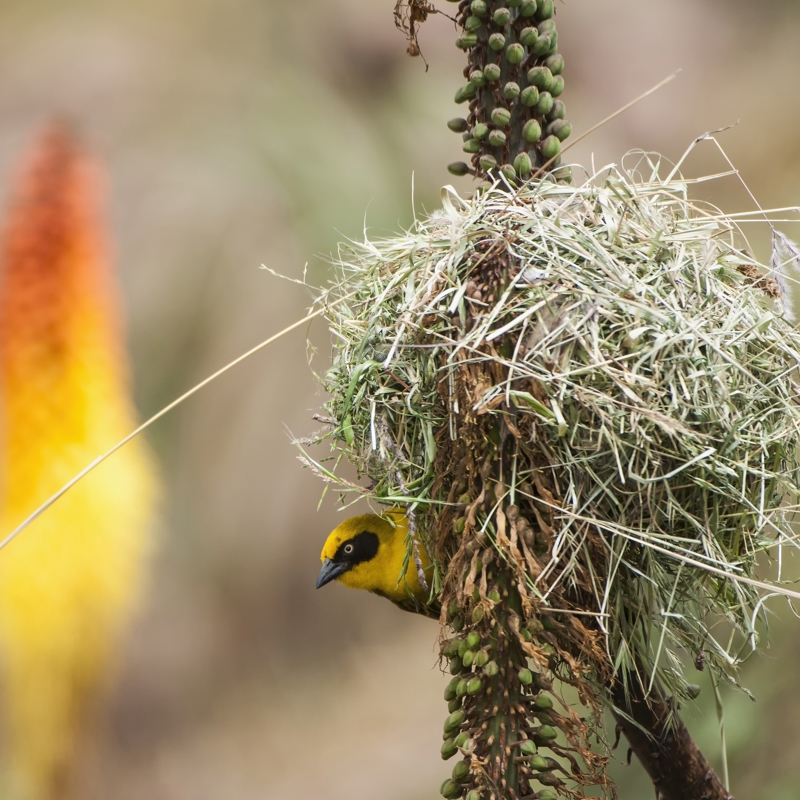 Άφιξη σε ΑΘΗΝΑ/ΘΕΣΣΑΛΟΝΙΚΗ/ ΛΑΡΝΑΚΑ
