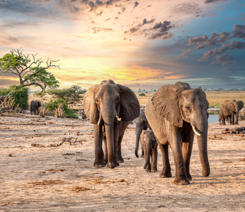 Εθνικό Πάρκο Τσόμπε, Μποτσουάνα