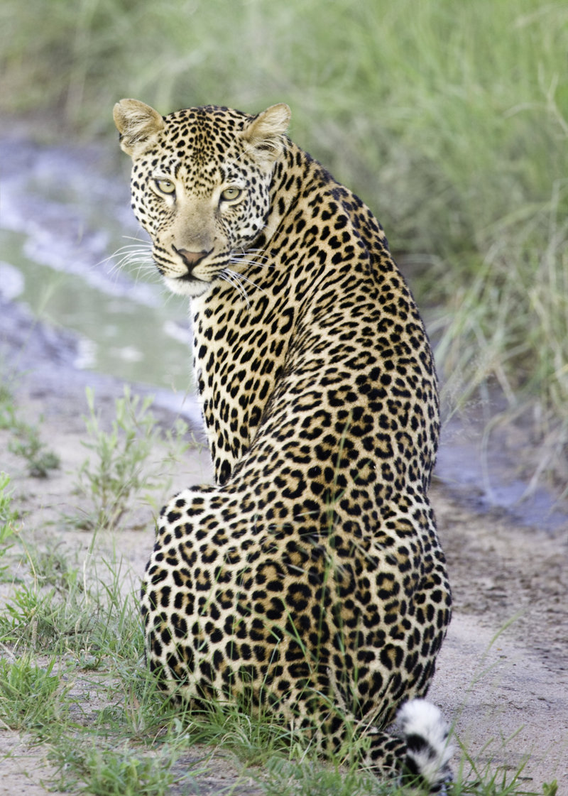 Κυνήγι θέασης τζάγκουαρ