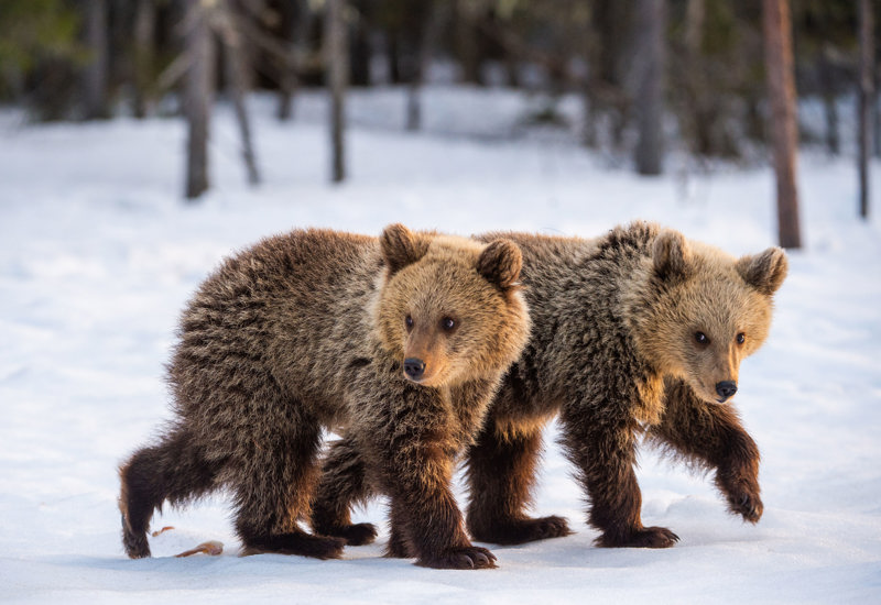Άφιξη σε Αθήνα/Θεσσαλονίκη/Λάρνακα 
