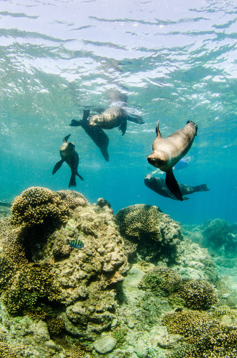 Ανακαλύψτε το Νησί Εσπίριτου Σάντο 