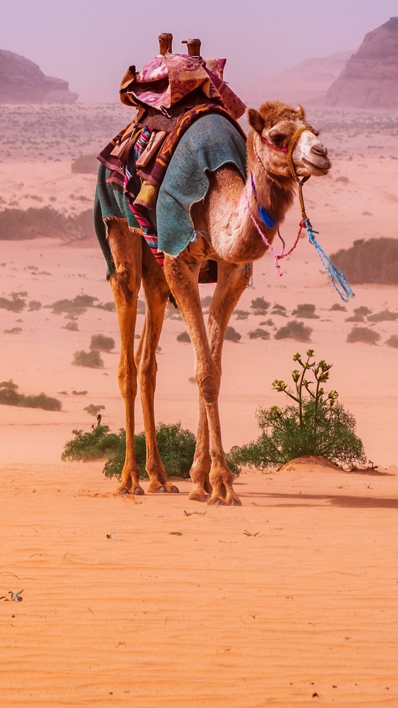 Διαμονή στην Ουάντι Ραμ σε lodge σκηνές