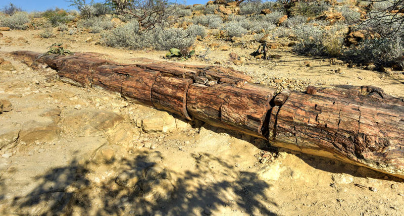 Απολιθωμένο Δάσος, ένα φυσικό μουσείο  