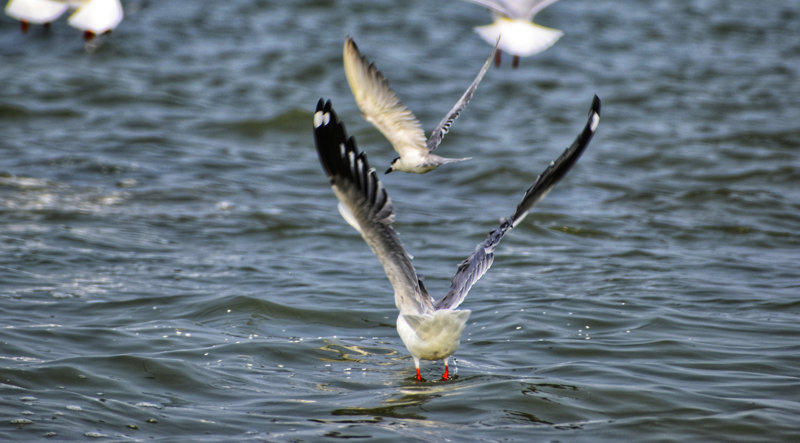 Απολαύστε μία βαρκάδα στη λίμνη Τσίλκα 