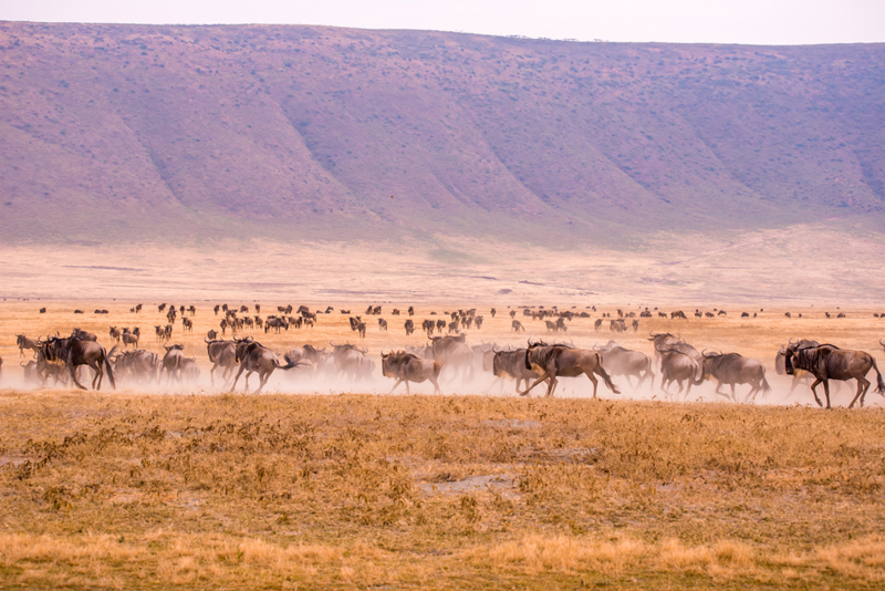 ΚΙΛΙΜΑΝΤΖΑΡΟ – ΝΓΚΟΡΟΝΓΚΟΡΟ (ΣΑΦΑΡΙ ΣΤΟΝ ΚΡΑΤΗΡΑ)