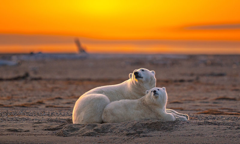 Εξερεύνηση στη Σπιτσβέργη του αρχιπελάγους Σβαλμπαρντ, πέρα από τα όρια της γαλήνης του αρκτικού!