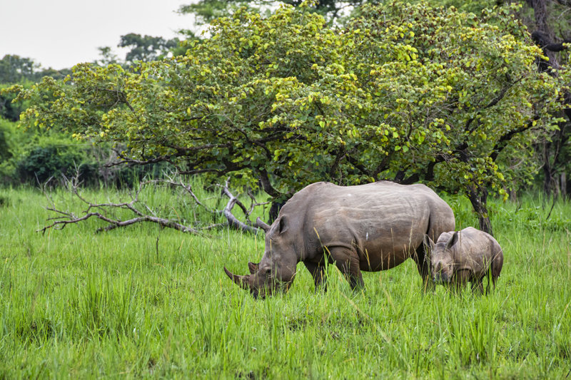 ΕΝΤΕΜΠΕ – ΚΑΤΑΦΥΓΙΟ ΖΙΒΑ – ΚΑΤΑΡΡΑΚΤΕΣ ΜΕΡΤΣΙΣΟΝ