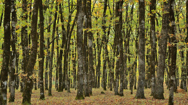 Το δάσος της Φολόης 