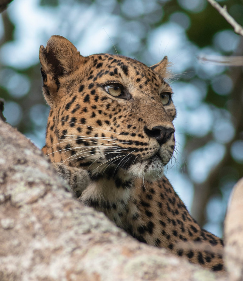 Σαφάρι στο Εθνικό Πάρκο Γιάλα 