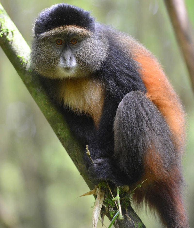 Παρακολούθηση χρυσών μαϊμούδων