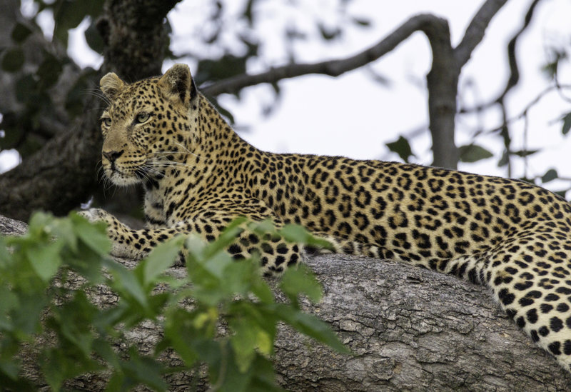 Σαφάρι στο Khwai Concession 