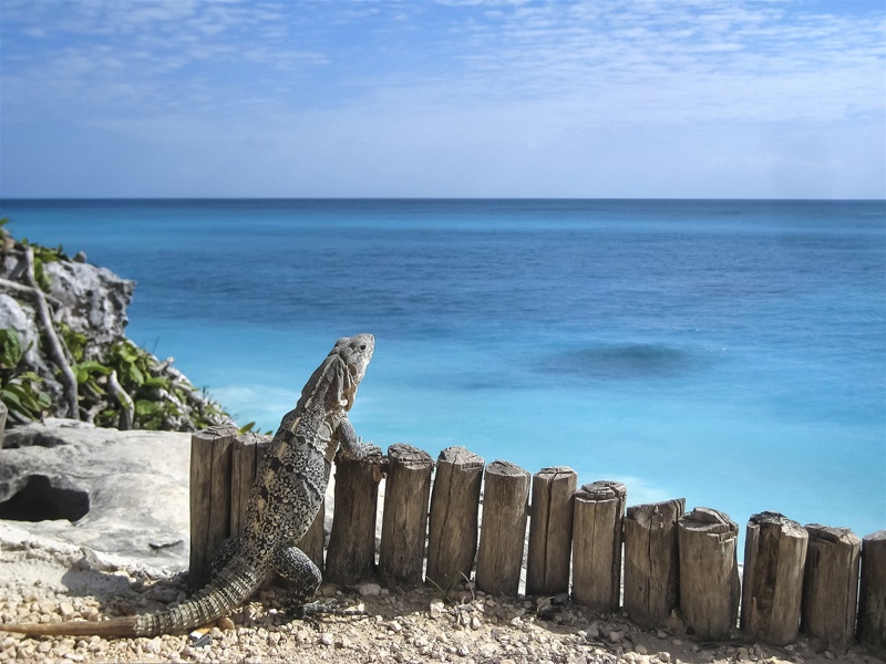 ΤΟΥΛΟΥΜ : ελεύθερη ημέρα στις παραλίες της Καραϊβικής